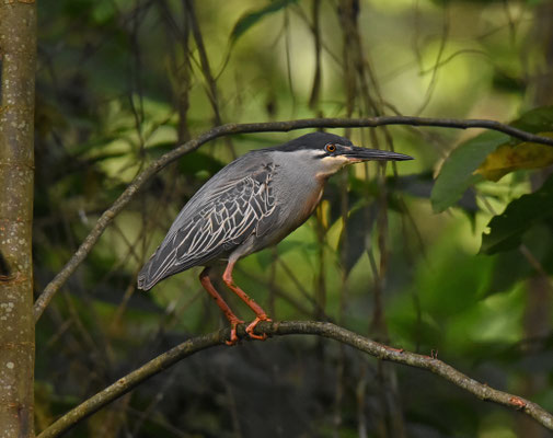 Striated Heron