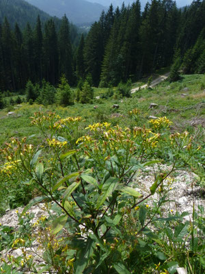 Senecio nemorensis