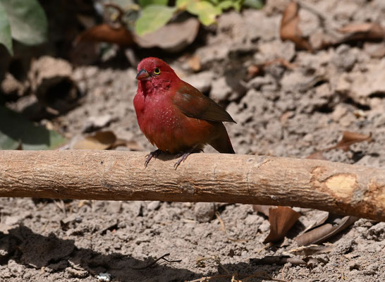 Lagonosticta senegala - Red-billed Firefinch