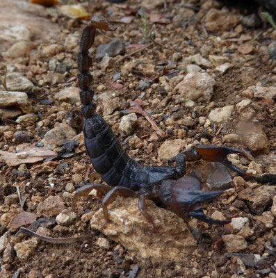 Scorpio maurus fuscus