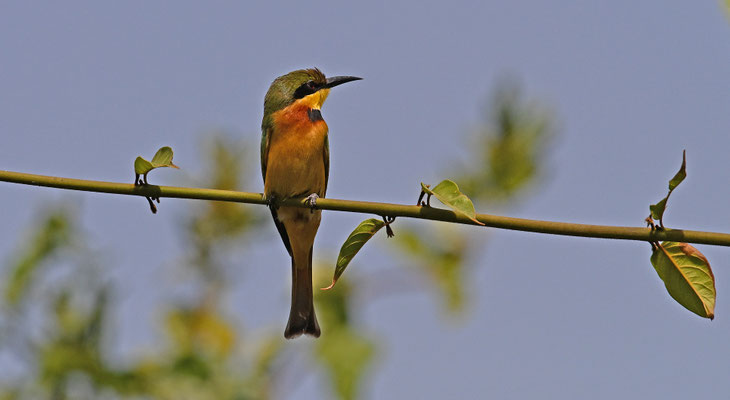 Merops orientalis - Little Green Bee-eater