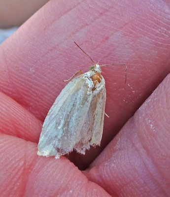 Tortrix viridana - Groene eikenbladroller