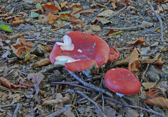 Russula velenovskyi - Schotelrussula