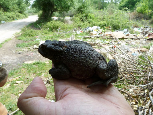 Bufo bufo (Gewone pad)