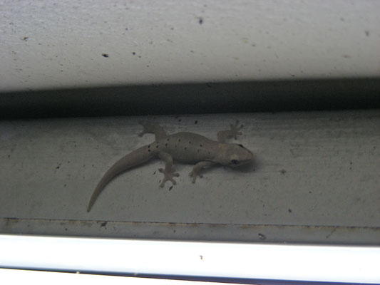 Tropical Housw Gecko