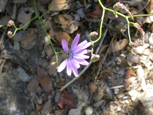 Lactuca perennis - Blauwe sla