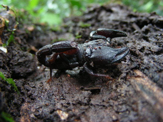 Brotheas granulatus