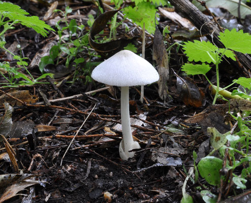 Volvariella hypopithys - Donzige Beurszwam