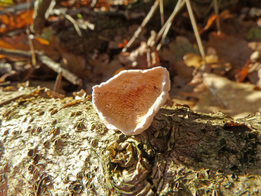 Mycoacia aurea - Bleke Stekelkorstzwam