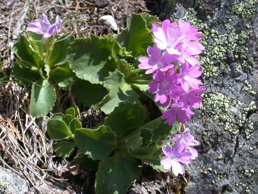 Primula villosa