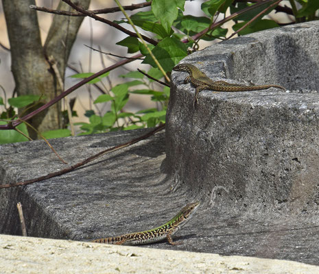 Ruïnehagedis (Podarcis siculus) en Muurhagedis (Podarcis muralis)