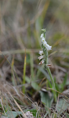 Spiranthes spiralis - Herfstschroeforchis