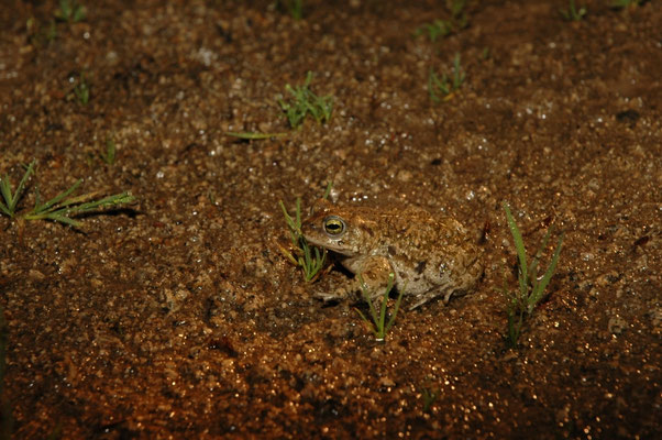 rugstreeppad (Bufo calamita)