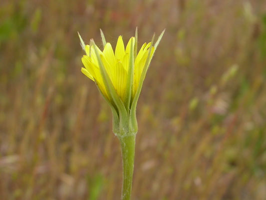 Tragopodon dubius - Bleke morgenster