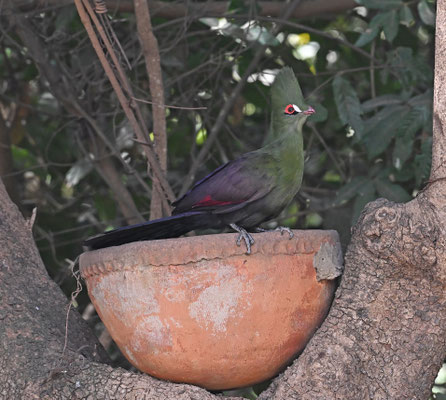 Tauraco persa - Green Turaco