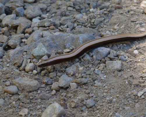 Anguis graecus