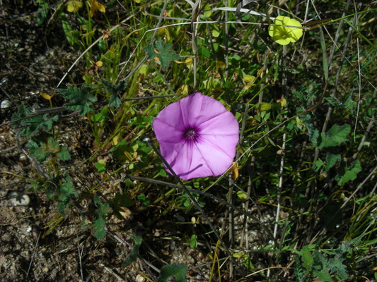 Convolvulus althaeoides - Mediterrane winde