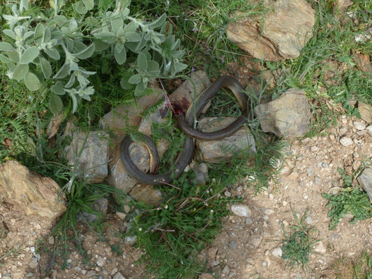 Dolichophis caspius aangevallen door slangenarend
