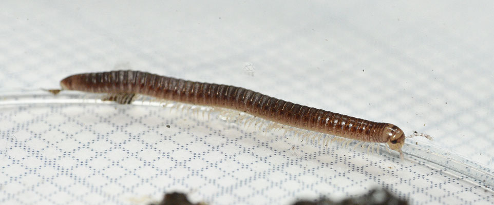 slangmiljoenpoot spec.