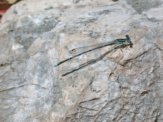 Platycnemis pennipes