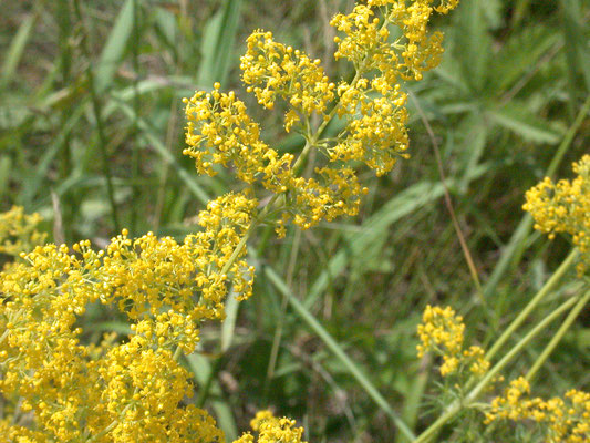 Galium verum verum - Geel walstro