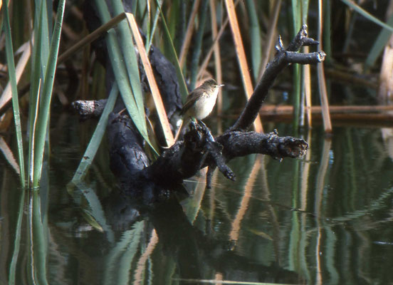 Clmarous Reed-warbler