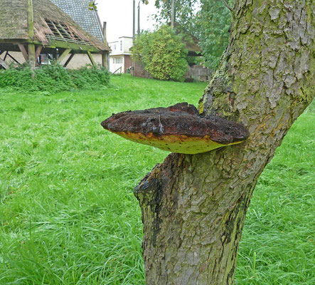 Inonotus hispidus - Ruige weerschijnzwam