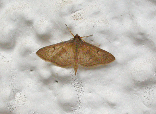 Pleuroptya ruralis - Parelmoermot