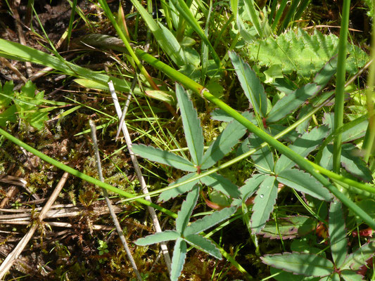 Potentilla alba - Witte ganzerik