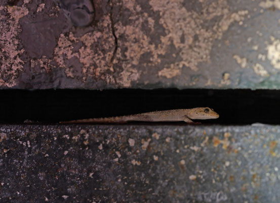 Mediodactylus danilewskii