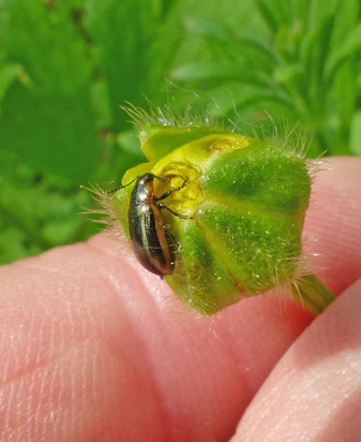 Prasocuris marginella - Gezoomd moerashaantje