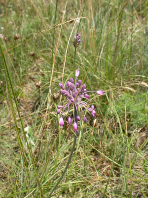 Allium carinatum - Berglook