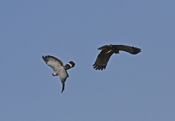 Polyboroides typus - African Harrier-Hawk