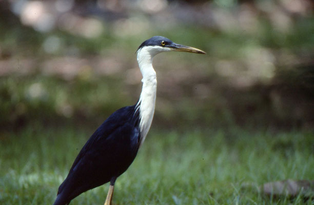 Pied Heron
