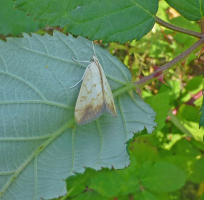 Evergestis extimalis - Aangebrande valkmot