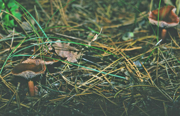 Collybia butyracea  var. butyracea - Roodbruine botercollybia