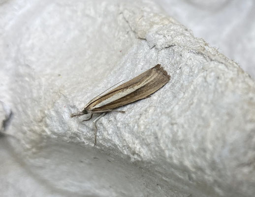 Agriphila selasella - Smalle witlijngrasmot
