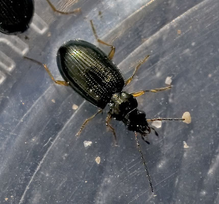 Bembidion deletum - Bospriemkever