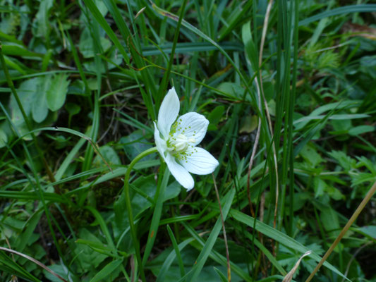 Parnassia palustris - Parnassia