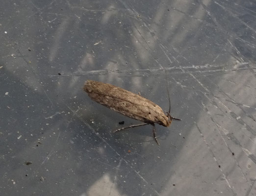 Platyedra subcinerea - Kaasjeskruidmot