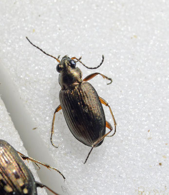 Bembidion velox - Snelle priemkever