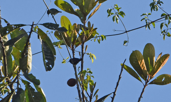 Purple Honeyecreeper