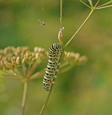 Koninginnepage, rups