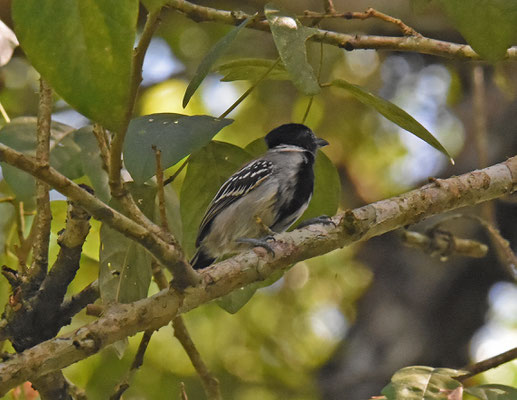 Black-crested Antshrike