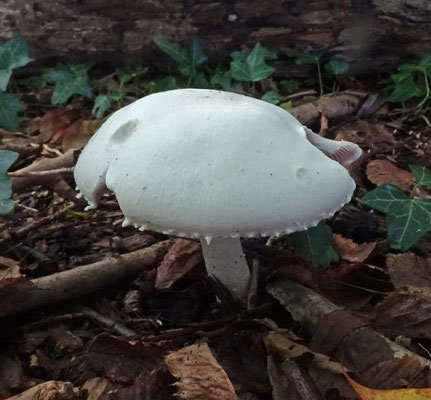 Karbolchampignon