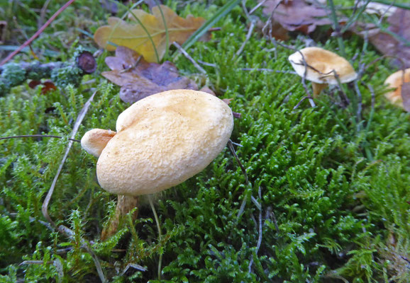 Hygrophoropsis aurantiaca - Valse hanenkam