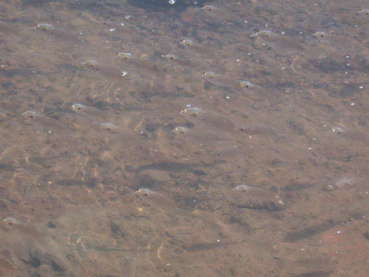 Tilapia