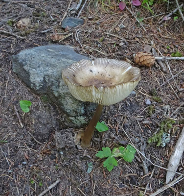 Amanita battarae - Gezoneerde slanke amaniet; Tirol Oostenrijk