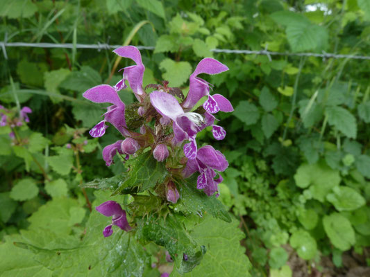 Lamium maculatum - Gevlekte dovenetel