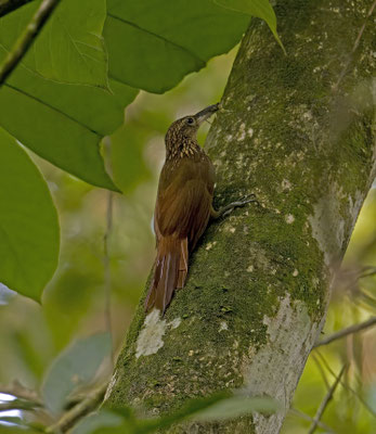 Buff-throated Woodcreeper